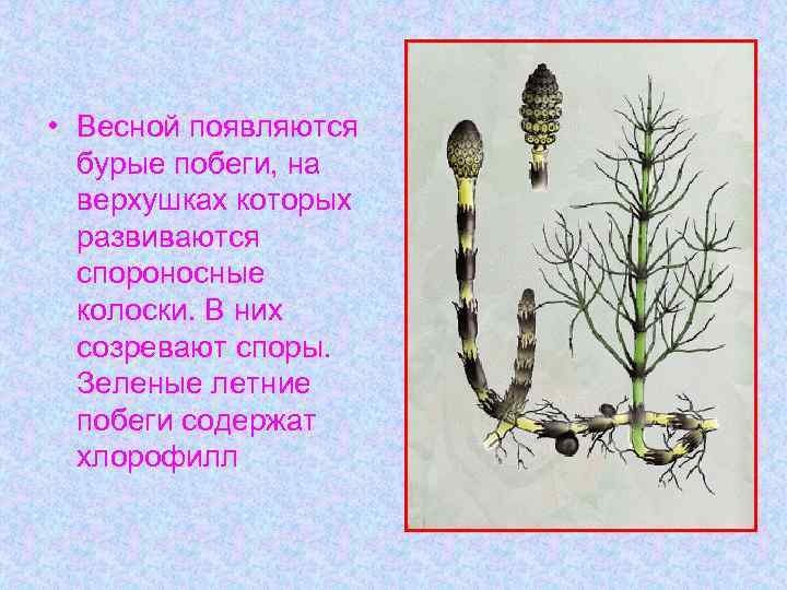  • Весной появляются бурые побеги, на верхушках которых развиваются спороносные колоски. В них