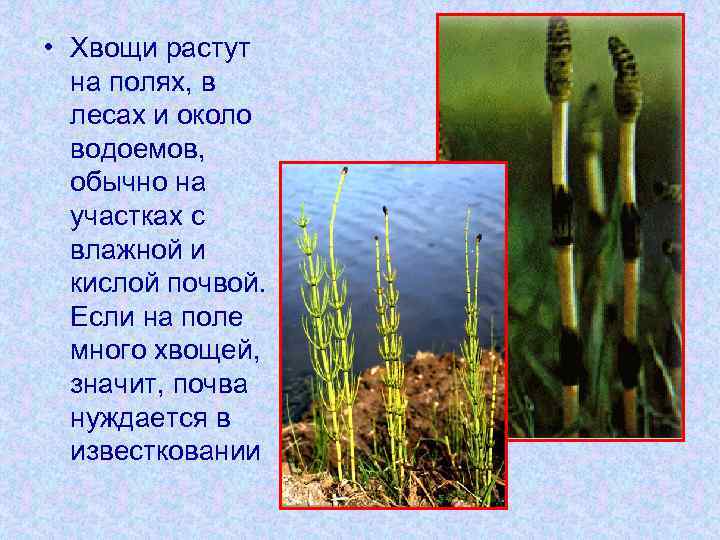  • Хвощи растут на полях, в лесах и около водоемов, обычно на участках