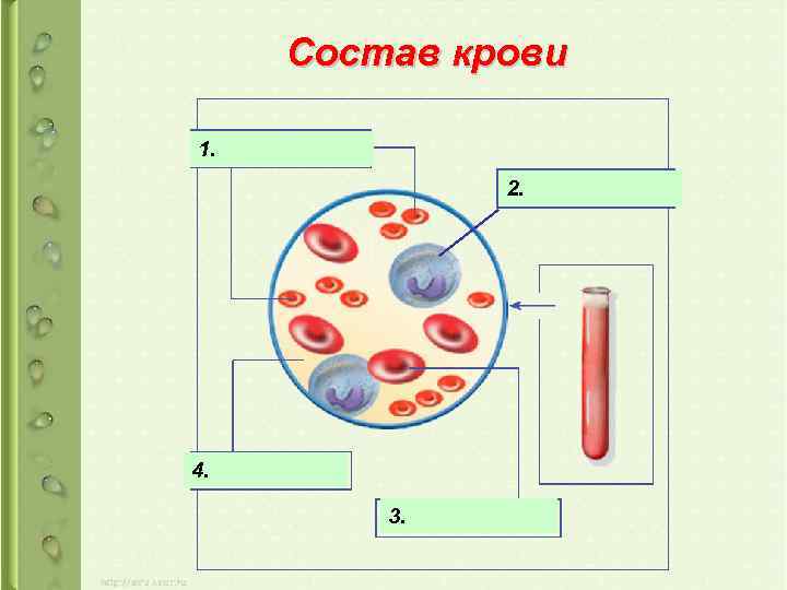 Состав крови 1. 2. 4. 3. 