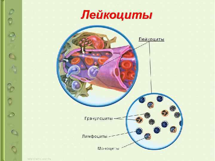 Лейкоциты 