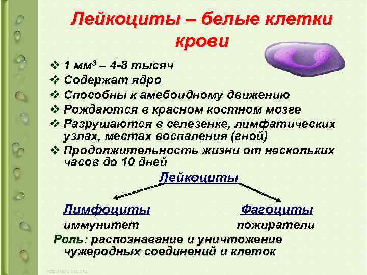 Лейкоциты – белые клетки крови v 1 мм 3 – 4 -8 тысяч v