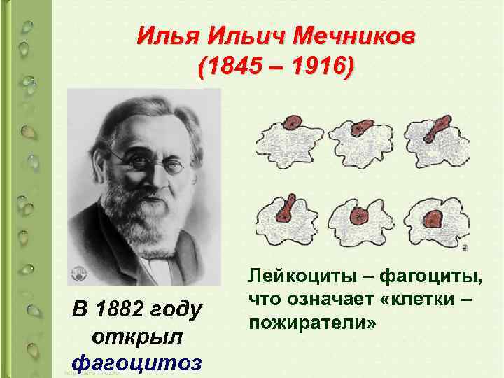 Илья Ильич Мечников (1845 – 1916) В 1882 году открыл фагоцитоз Лейкоциты – фагоциты,