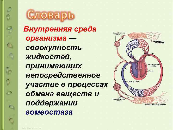  Внутренняя среда организма — совокупность жидкостей, принимающих непосредственное участие в процессах обмена веществ