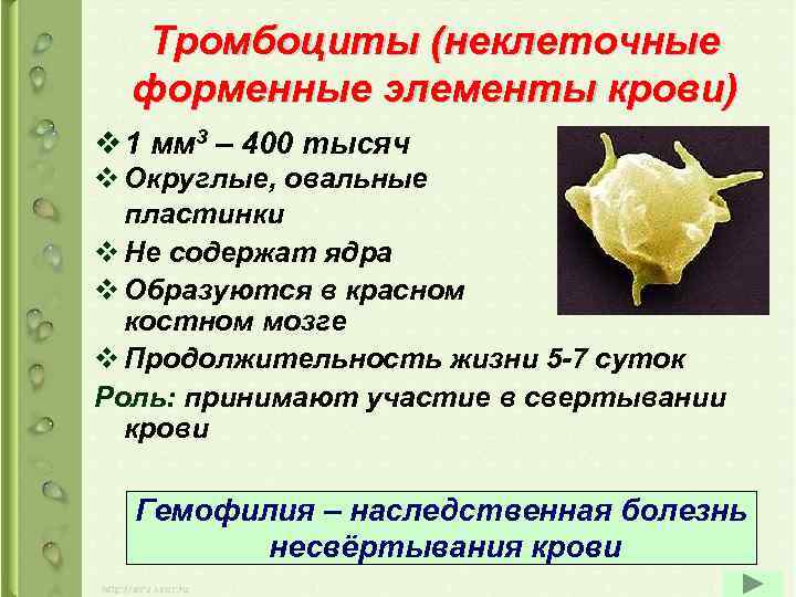 Тромбоциты (неклеточные форменные элементы крови) v 1 мм 3 – 400 тысяч v Округлые,