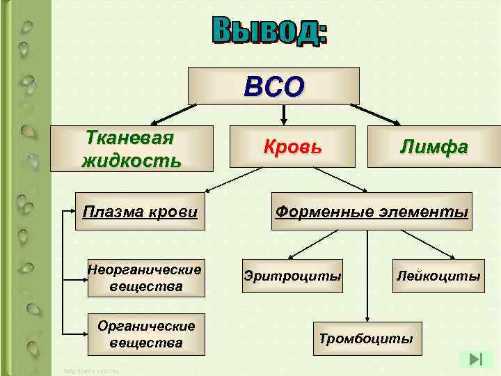 ВСО Тканевая жидкость Плазма крови Неорганические вещества Органические вещества Кровь Лимфа Форменные элементы Эритроциты