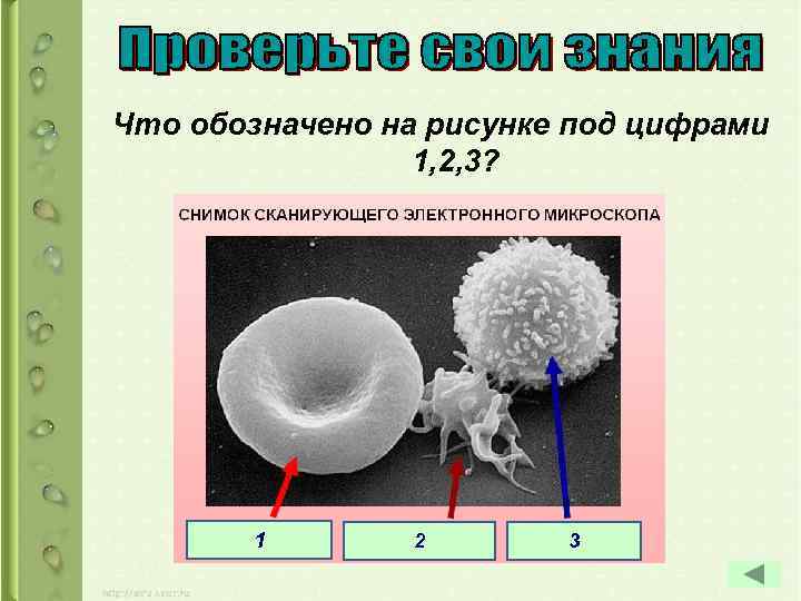Что обозначено на рисунке под цифрами 1, 2, 3? 1 2 3 