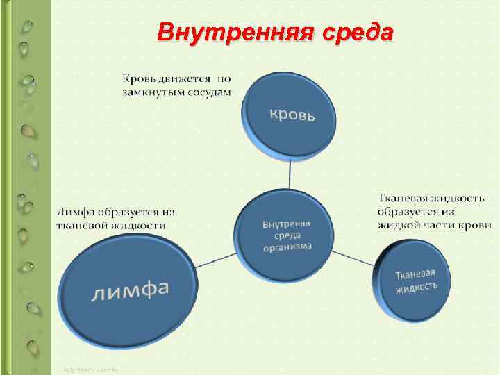 Внутренняя среда 
