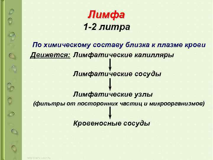 Лимфа 1 -2 литра По химическому составу близка к плазме крови Движется: Лимфатические капилляры