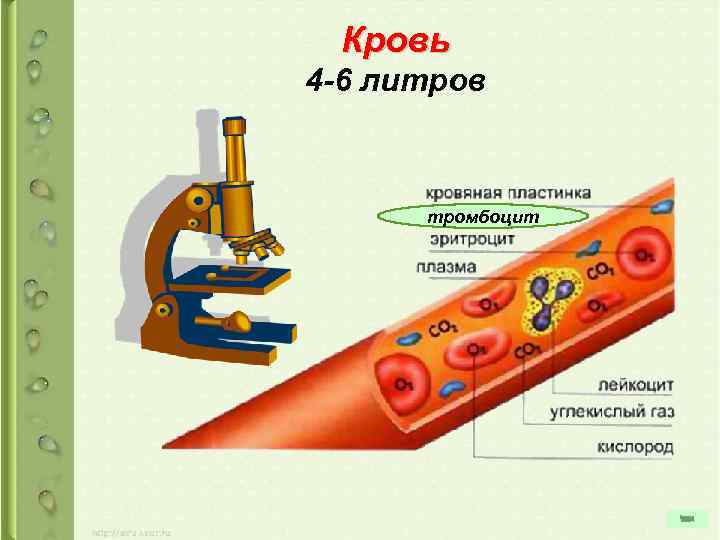 Кровь 4 -6 литров тромбоцит 