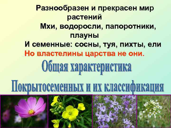 Разнообразен и прекрасен мир растений Мхи, водоросли, папоротники, плауны И семенные: сосны, туя, пихты,