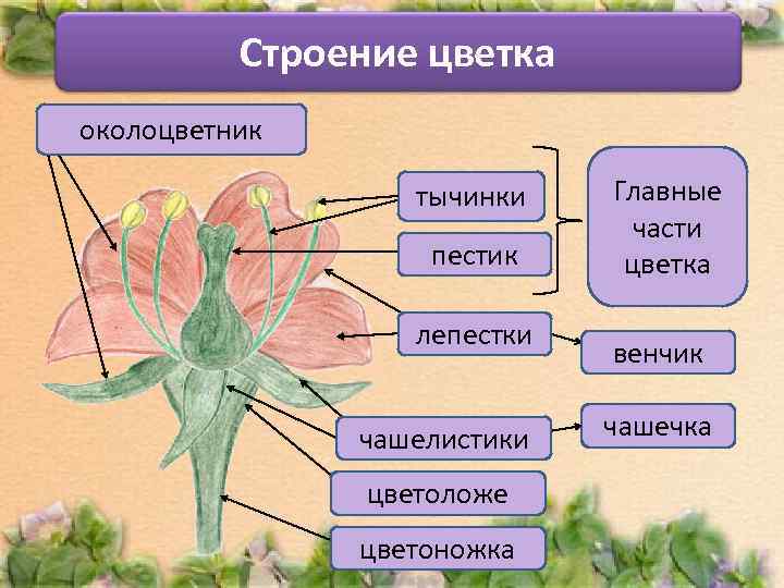 Строение цветка околоцветник тычинки пестик лепестки чашелистики цветоложе цветоножка Главные части цветка венчик чашечка