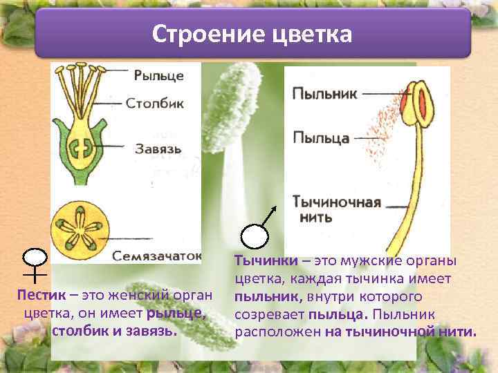 Строение цветка Пестик – это женский орган цветка, он имеет рыльце, столбик и завязь.