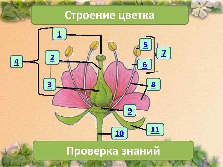 Строение цветка 1 4 5 2 7 6 3 8 9 10 11 Проверка