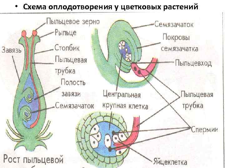  • Схема оплодотворения у цветковых растений 