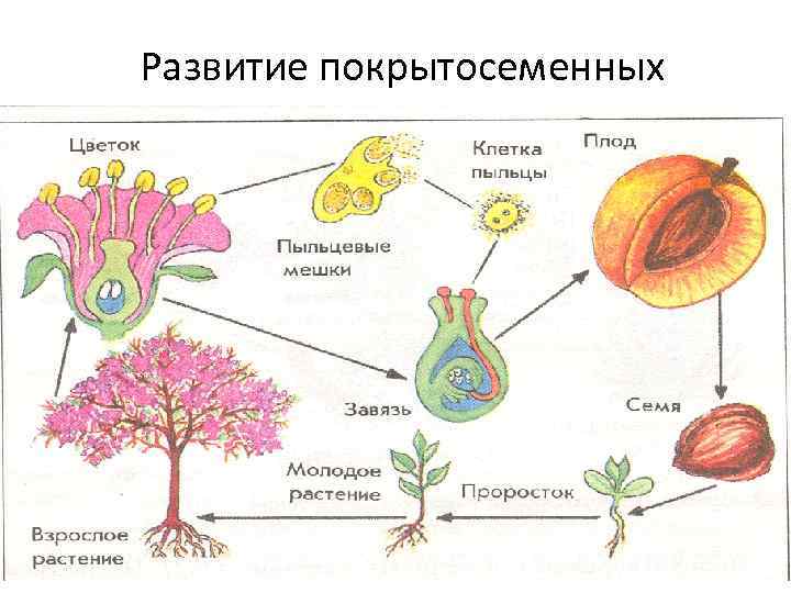 Развитие покрытосеменных 