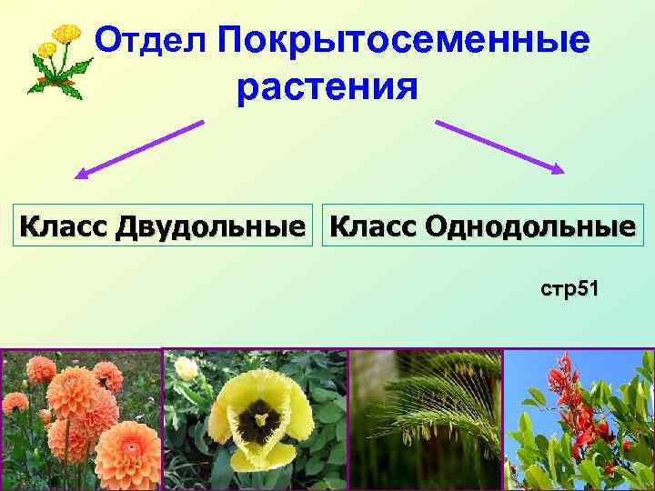  Отдел Покрытосеменные растения Класс Двудольные Класс Однодольные стр51 