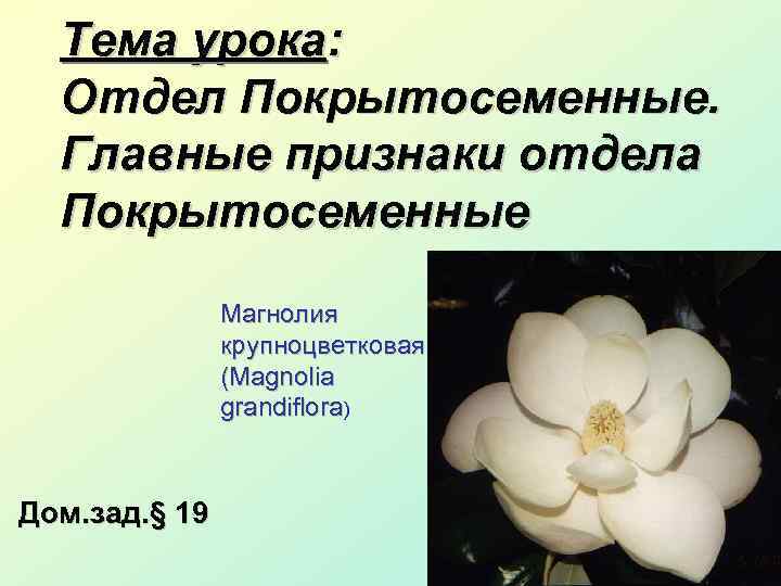 Тема урока: Отдел Покрытосеменные. Главные признаки отдела Покрытосеменные Магнолия крупноцветковая (Magnolia grandiflora) Дом. зад.