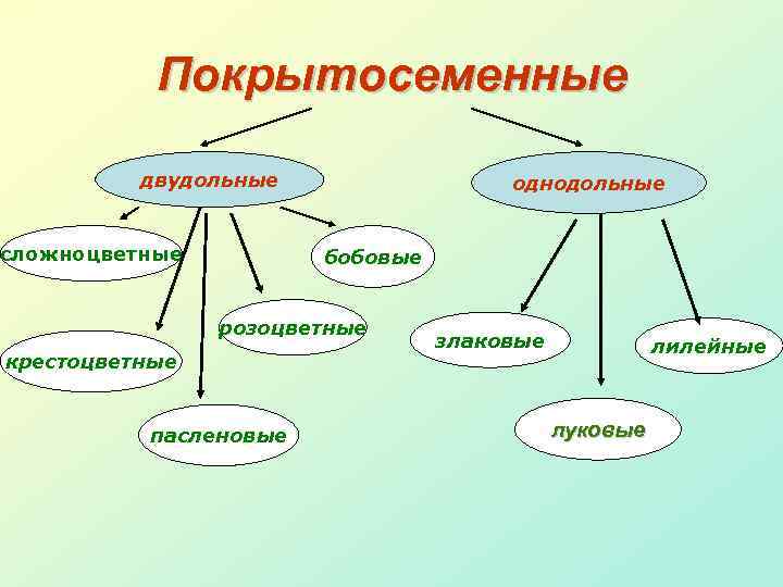 Покрытосеменные двудольные сложноцветные однодольные бобовые розоцветные крестоцветные пасленовые злаковые лилейные луковые 