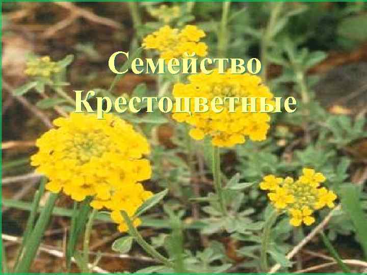 Семейство Крестоцветные 2/17/2018 Мерзликина Галина Валерьевна 