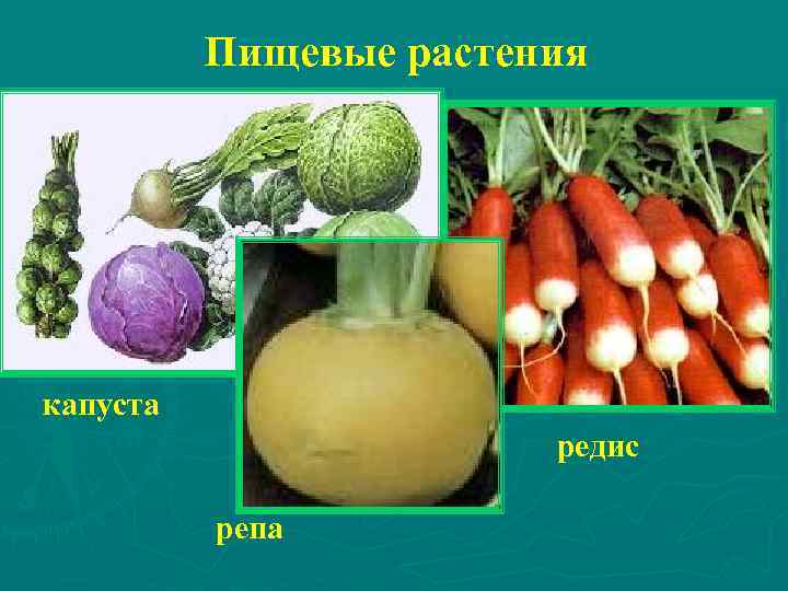 Пищевые растения капуста редис репа 