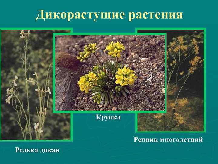 Дикорастущие растения Крупка Репник многолетний Редька дикая 