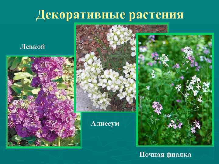 Декоративные растения Левкой Алиссум Ночная фиалка 