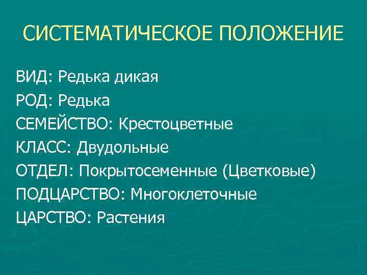 СИСТЕМАТИЧЕСКОЕ ПОЛОЖЕНИЕ ВИД: Редька дикая РОД: Редька СЕМЕЙСТВО: Крестоцветные КЛАСС: Двудольные ОТДЕЛ: Покрытосеменные (Цветковые)