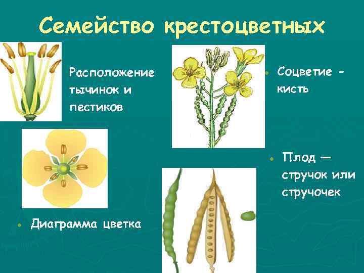 Семейство крестоцветные формула и диаграмма цветка