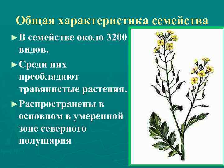 Общая характеристика семейства ►В семействе около 3200 видов. ►Среди них преобладают травянистые растения. ►Распространены