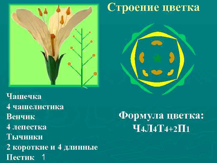 Строение цветка Чашечка 4 чашелистика Венчик 4 лепестка Тычинки 2 короткие и 4 длинные