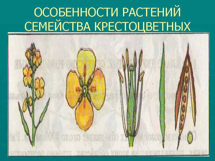 ОСОБЕННОСТИ РАСТЕНИЙ СЕМЕЙСТВА КРЕСТОЦВЕТНЫХ 