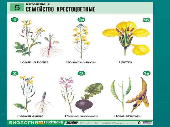 17. 02. 2018 Мерзликина Галина Валерьевна 