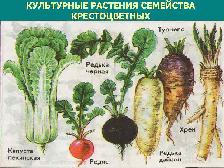 КУЛЬТУРНЫЕ РАСТЕНИЯ СЕМЕЙСТВА КРЕСТОЦВЕТНЫХ 17. 02. 2018 Мерзликина Галина Валерьевна 