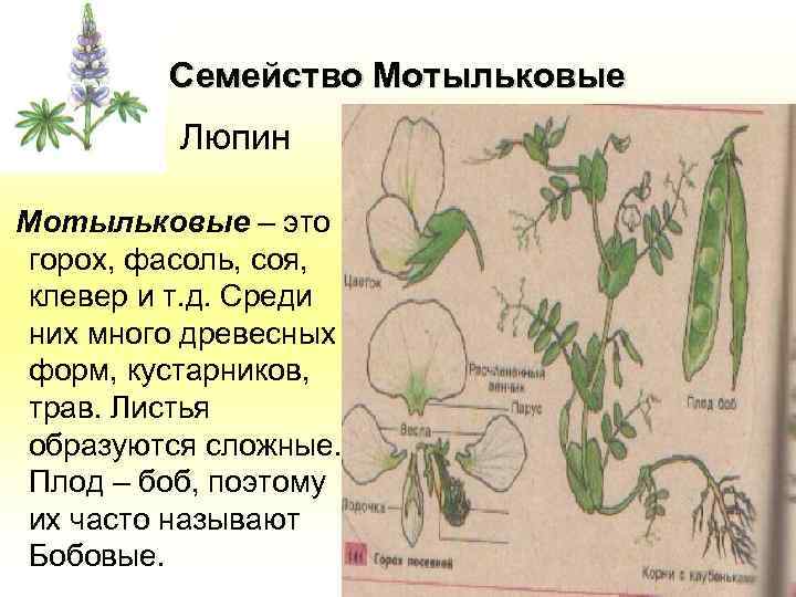 Семейство Мотыльковые Люпин Мотыльковые – это горох, фасоль, соя, клевер и т. д. Среди