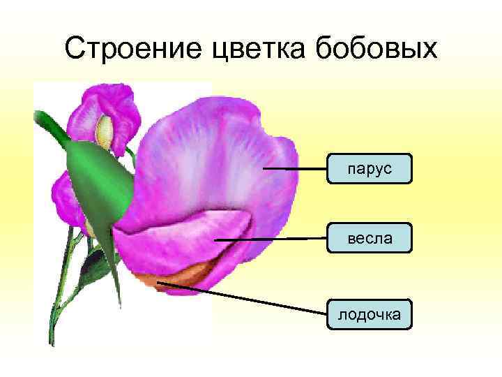 Строение цветка бобовых парус весла лодочка 