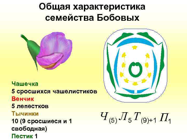 Общая характеристика семейства Бобовых Чашечка 5 сросшихся чашелистиков Венчик 5 лепестков Тычинки 10 (9