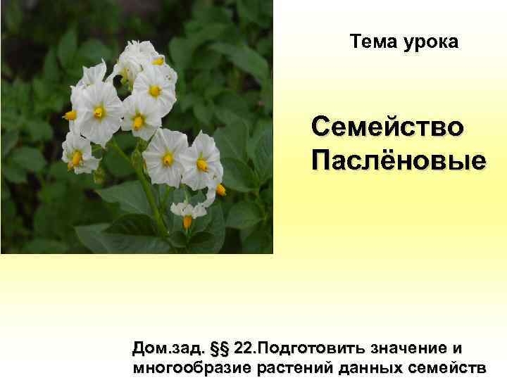 Тема урока Семейство Паслёновые Дом. зад. §§ 22. Подготовить значение и многообразие растений данных