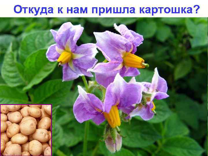 Откуда к нам пришла картошка? 
