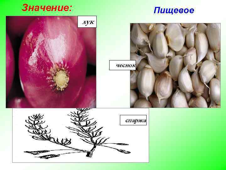 Значение: Пищевое лук чеснок спаржа 