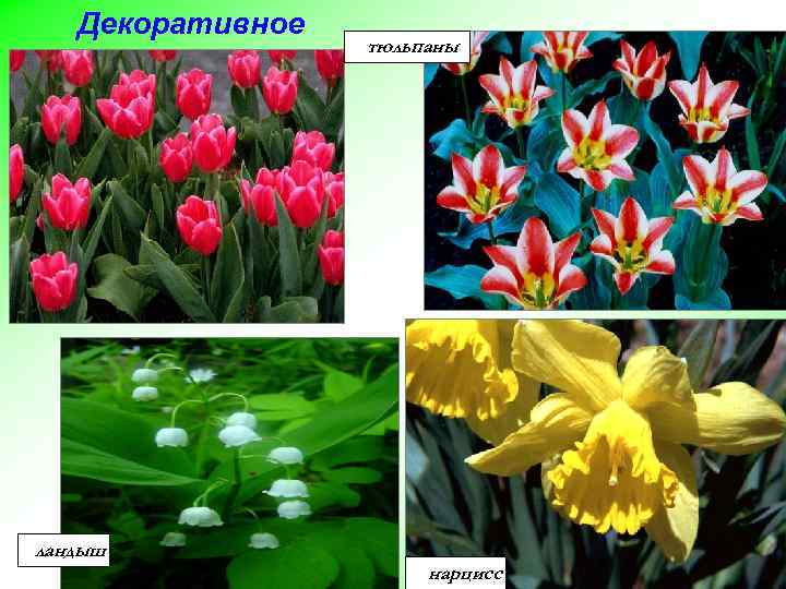 Декоративное тюльпаны ландыш нарцисс 