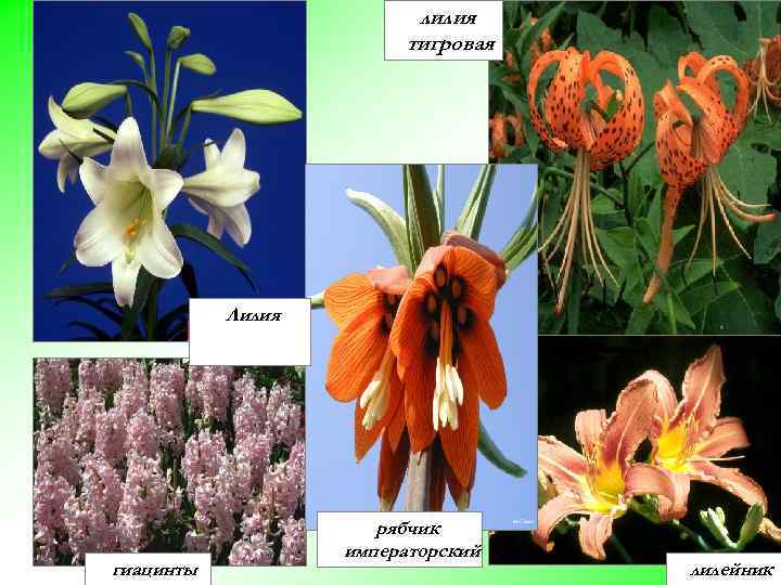 лилия тигровая Лилия гиацинты рябчик императорский лилейник 