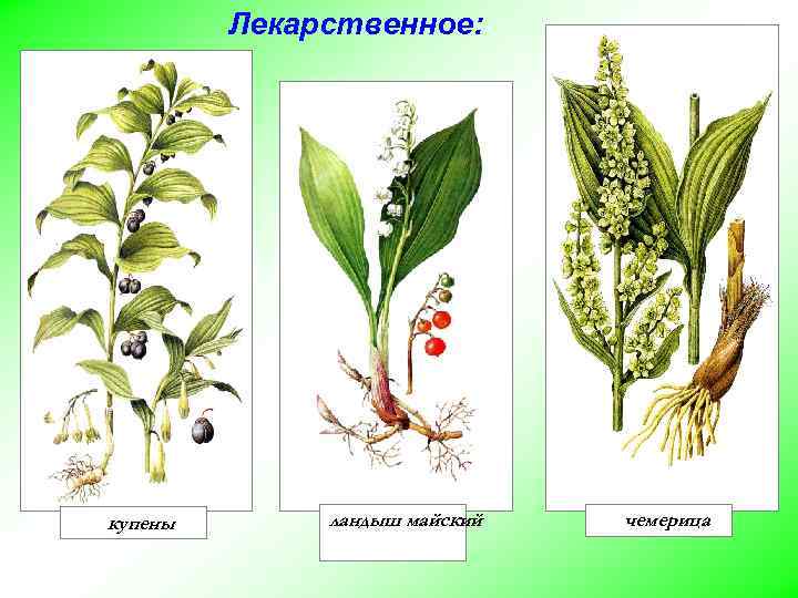 Лекарственное: купены ландыш майский чемерица 