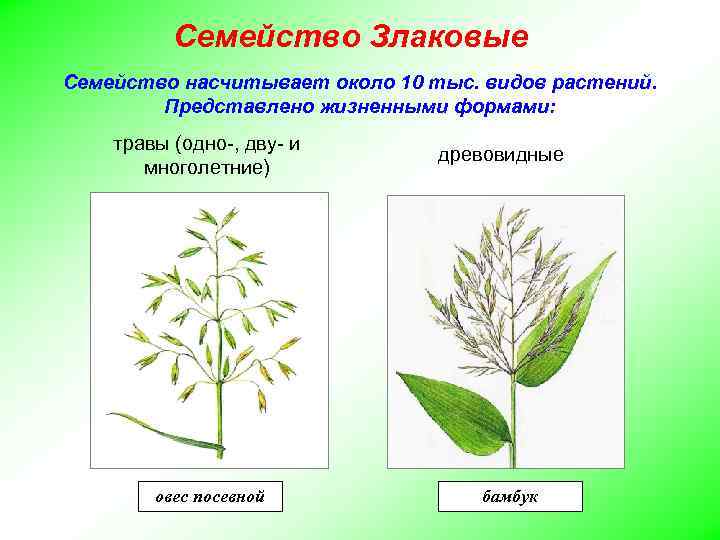 Семейство Злаковые Семейство насчитывает около 10 тыс. видов растений. Представлено жизненными формами: травы (одно-,