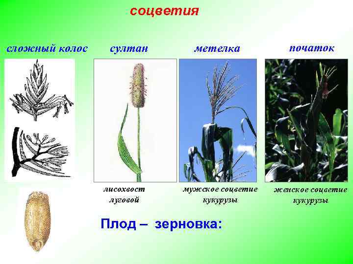 соцветия сложный колос султан лисохвост луговой метелка мужское соцветие кукурузы Плод – зерновка: початок