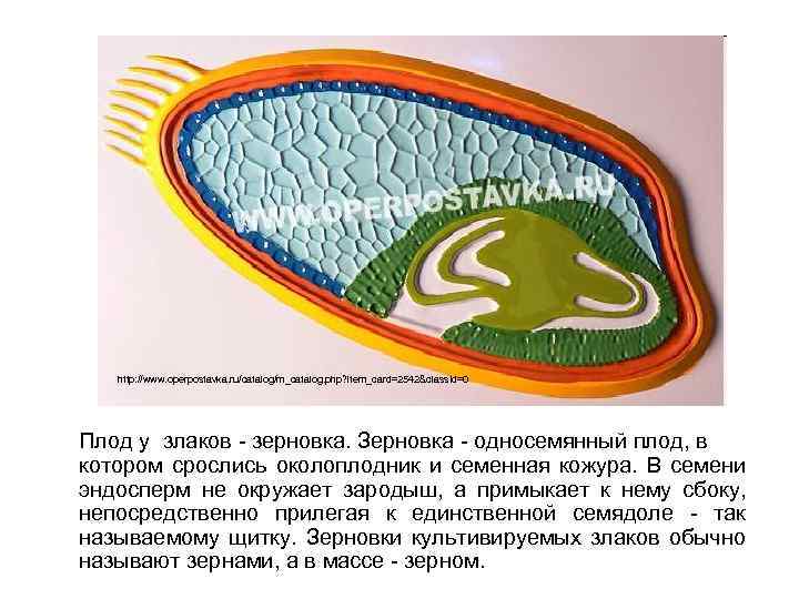 http: //www. operpostavka. ru/catalog/m_catalog. php? item_card=2542&class. Id=0 Плод у злаков - зерновка. Зерновка -