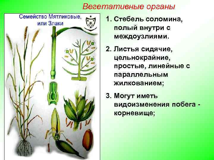 Вегетативные органы 1. Стебель соломина, полый внутри с междоузлиями. 2. Листья сидячие, цельнокрайние, простые,