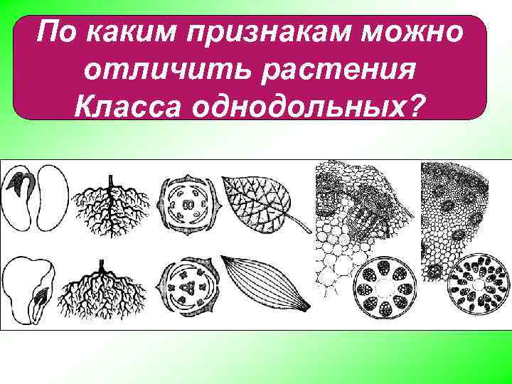 По каким признакам можно отличить растения Класса однодольных? 
