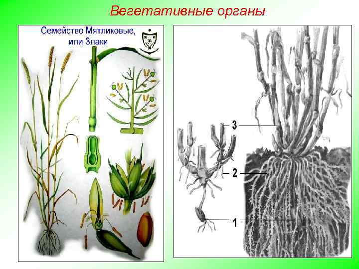 Вегетативные органы 