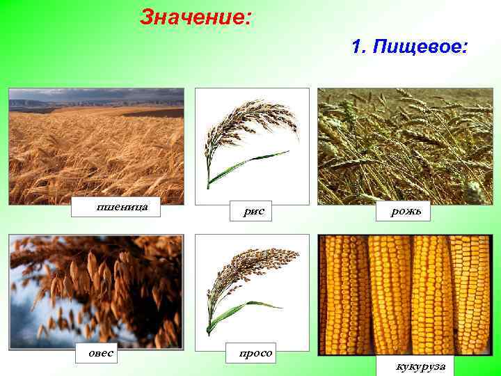 Значение: 1. Пищевое: пшеница овес рис просо рожь кукуруза 