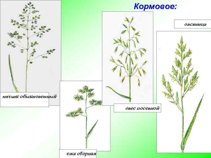 Кормовое: овсяница мятлик обыкновенный овес посевной ежа сборная 